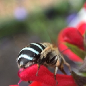 Amegilla (Zonamegilla) asserta at Yarralumla, ACT - 19 Mar 2019