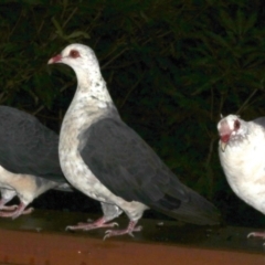 Columba leucomela (White-headed Pigeon) at Rosedale, NSW - 30 Mar 2019 by jb2602
