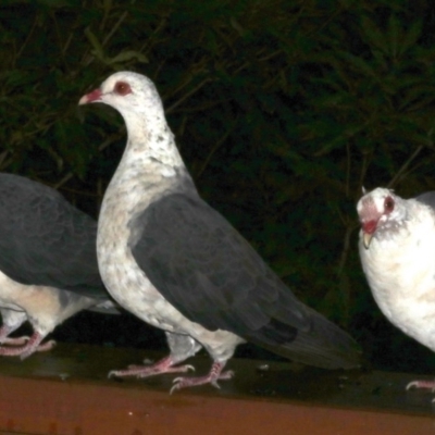 Columba leucomela (White-headed Pigeon) at Rosedale, NSW - 30 Mar 2019 by jb2602