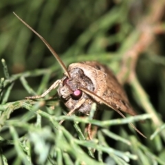 Agrotis infusa at Guerilla Bay, NSW - 30 Mar 2019 08:13 PM