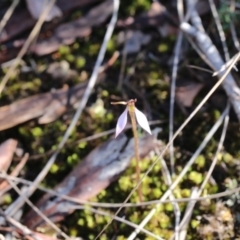 Eriochilus cucullatus (Parson's Bands) at Hackett, ACT - 1 Apr 2019 by petersan