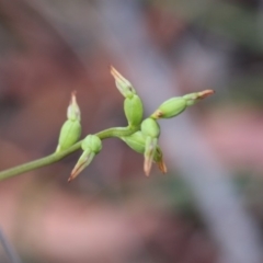 Corunastylis clivicola (Rufous midge orchid) at Hackett, ACT - 1 Apr 2019 by petersan