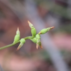 Corunastylis clivicola at Hackett, ACT - suppressed