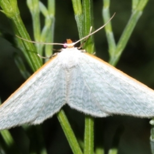 Poecilasthena sp. at Guerilla Bay, NSW - 30 Mar 2019 09:14 PM