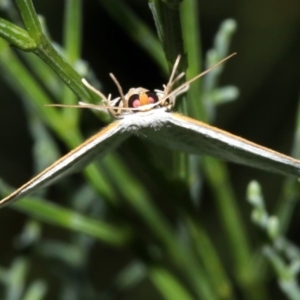 Poecilasthena sp. at Guerilla Bay, NSW - 30 Mar 2019 09:14 PM