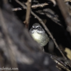 Sericornis frontalis (White-browed Scrubwren) at Deakin, ACT - 30 Mar 2019 by JonSteinbeck