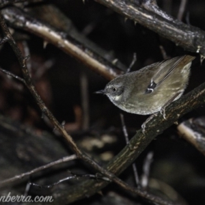 Sericornis frontalis at Deakin, ACT - 30 Mar 2019