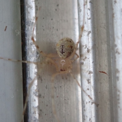 Theridiidae (family) (Comb-footed spider) at Spence, ACT - 1 Apr 2019 by Laserchemisty