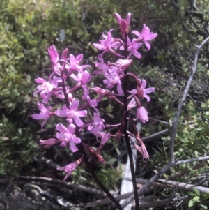 Dipodium roseum at Mount Clear, ACT - suppressed