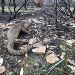 Varanus rosenbergi (Heath or Rosenberg's Monitor) at Mount Clear, ACT - 8 Nov 2018 by julesS