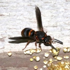 Epsilon sp. (Resin mason wasp) at Rosedale, NSW - 31 Mar 2019 by jbromilow50