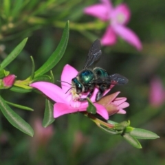 Xylocopa (Lestis) aerata (Golden-Green Carpenter Bee) at Acton, ACT - 1 Apr 2019 by TimL