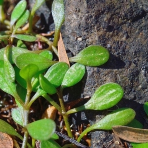 Glossostigma diandrum at Bolaro, NSW - 26 Mar 2019 11:32 AM