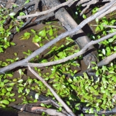 Glossostigma diandrum at Bolaro, NSW - 26 Mar 2019 11:32 AM