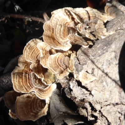 Trametes versicolor (Turkey Tail) at Cotter River, ACT - 31 Mar 2019 by Christine