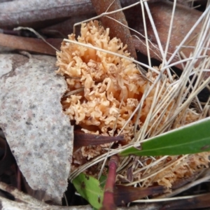 Ramaria sp. at Cotter River, ACT - 1 Apr 2019