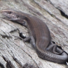 Pseudemoia entrecasteauxii (Woodland Tussock-skink) at Brindabella, ACT - 1 Apr 2019 by Christine