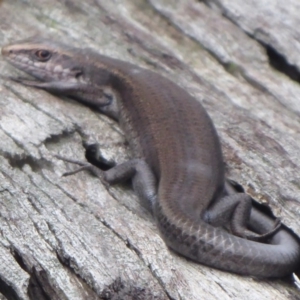 Pseudemoia entrecasteauxii at Brindabella, ACT - 1 Apr 2019