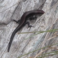 Pseudemoia entrecasteauxii (Woodland Tussock-skink) at Cotter River, ACT - 1 Apr 2019 by Christine