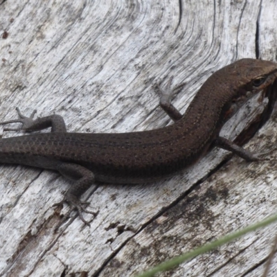 Pseudemoia entrecasteauxii (Woodland Tussock-skink) at Cotter River, ACT - 1 Apr 2019 by Christine