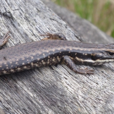Eulamprus heatwolei (Yellow-bellied Water Skink) at Brindabella, NSW - 1 Apr 2019 by Christine