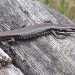 Eulamprus heatwolei at Brindabella, NSW - 1 Apr 2019