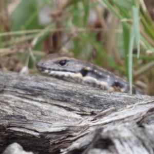 Eulamprus heatwolei at Brindabella, NSW - 1 Apr 2019