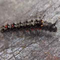 Lymantriinae (subfamily) (Unidentified tussock moths) at Cotter River, ACT - 1 Apr 2019 by Christine