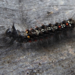 Lymantriinae (subfamily) at Cotter River, ACT - 1 Apr 2019