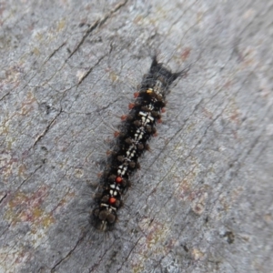 Lymantriinae (subfamily) at Cotter River, ACT - 1 Apr 2019 02:36 PM