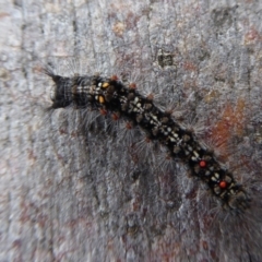 Lymantriinae (subfamily) at Cotter River, ACT - 1 Apr 2019