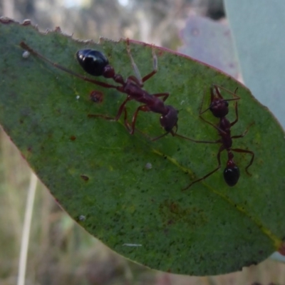 Myrmecia sp. (genus) (Bull ant or Jack Jumper) at Cotter River, ACT - 1 Apr 2019 by Christine