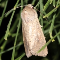 Mythimna (Pseudaletia) convecta (Common Armyworm) at Guerilla Bay, NSW - 30 Mar 2019 by jbromilow50