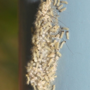 Anestia (genus) at Acton, ACT - 1 Apr 2019 11:54 AM