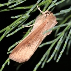 Mythimna (Pseudaletia) convecta (Common Armyworm) at Guerilla Bay, NSW - 30 Mar 2019 by jbromilow50