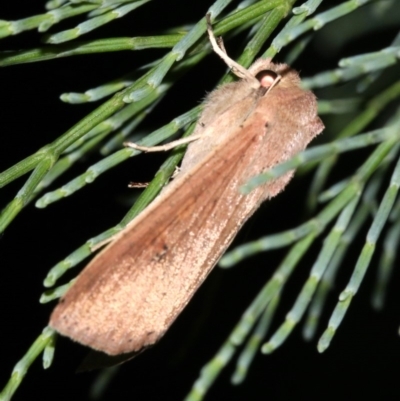 Mythimna (Pseudaletia) convecta (Common Armyworm) at Guerilla Bay, NSW - 30 Mar 2019 by jbromilow50