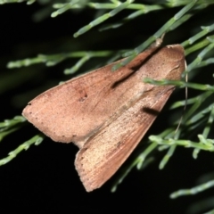 Mythimna (Pseudaletia) convecta at Guerilla Bay, NSW - 30 Mar 2019 08:23 PM