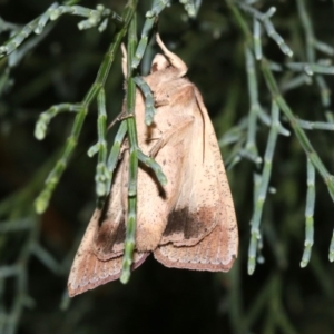 Mythimna (Pseudaletia) convecta at Guerilla Bay, NSW - 30 Mar 2019 08:23 PM
