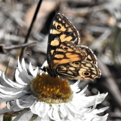 Oreixenica lathoniella (Silver Xenica) at Cotter River, ACT - 1 Apr 2019 by JohnBundock