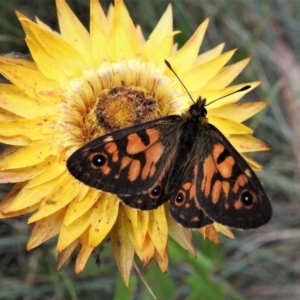 Oreixenica latialis at Cotter River, ACT - suppressed