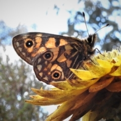 Oreixenica latialis at Cotter River, ACT - suppressed