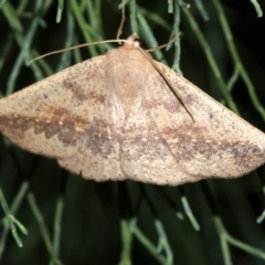 Idiodes siculoides (Straight-winged Bracken Moth) at Guerilla Bay, NSW - 30 Mar 2019 by jb2602