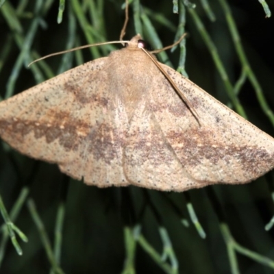 Idiodes siculoides (Straight-winged Bracken Moth) at Guerilla Bay, NSW - 30 Mar 2019 by jbromilow50