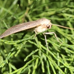 Gynopteryx ada (Orange Point-moth) at Guerilla Bay, NSW - 30 Mar 2019 by jb2602