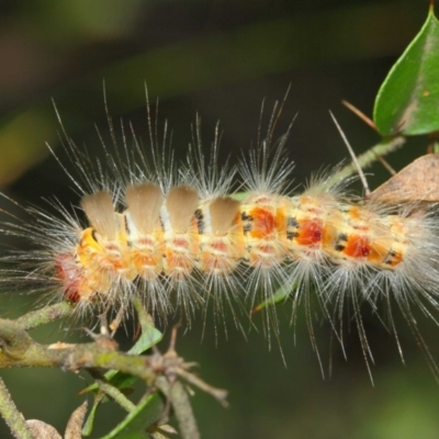 Orgyia anartoides (Painted Apple Moth) at Acton, ACT - 1 Apr 2019 by TimL