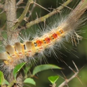 Orgyia anartoides at Acton, ACT - 1 Apr 2019