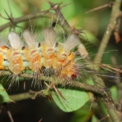 Orgyia anartoides at Acton, ACT - 1 Apr 2019