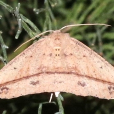 Idiodes apicata (Bracken Moth) at Guerilla Bay, NSW - 30 Mar 2019 by jb2602