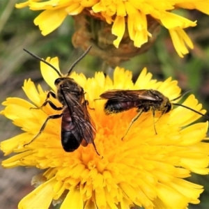 Lasioglossum (Parasphecodes) sp. (genus & subgenus) at Cotter River, ACT - 1 Apr 2019 01:02 PM