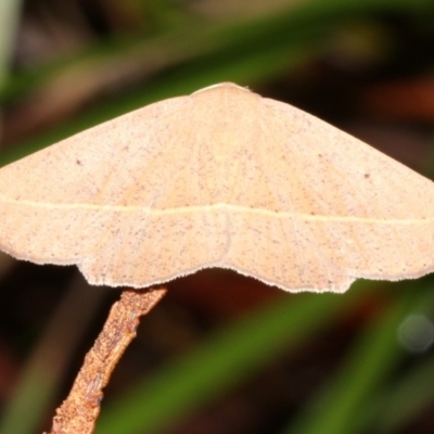Idiodes apicata (Bracken Moth) at Guerilla Bay, NSW - 30 Mar 2019 by jb2602
